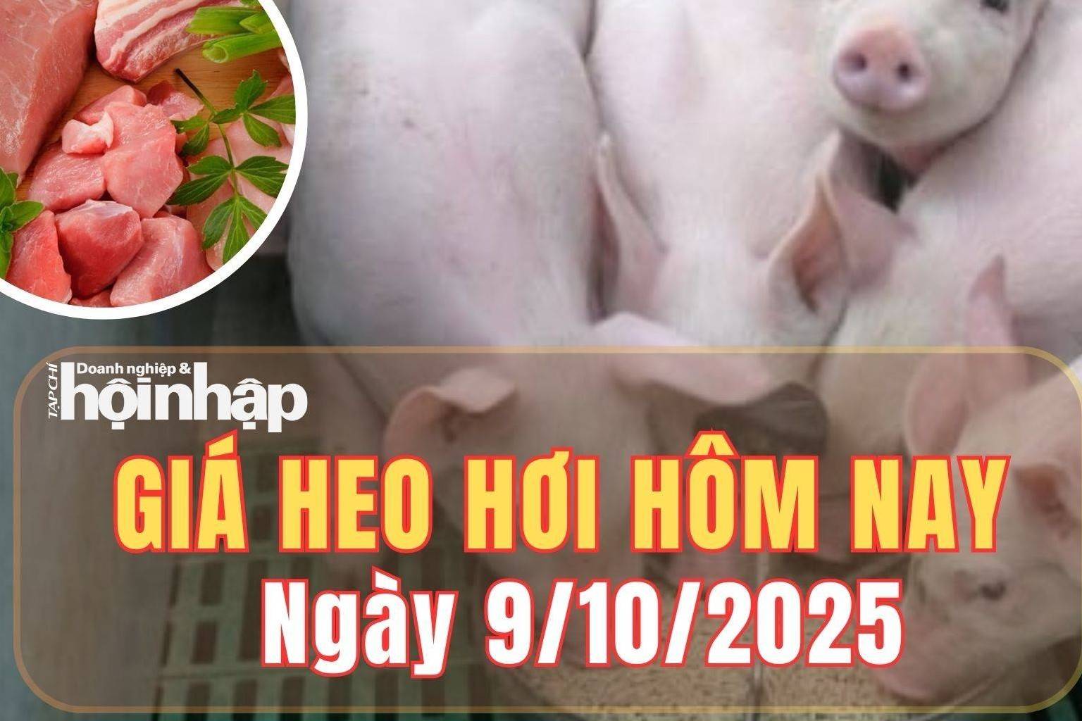 Giá heo hơi hôm nay 9/10/2025: Giá heo hơi giảm nhẹ ở hai miền, miền Trung đi ngang