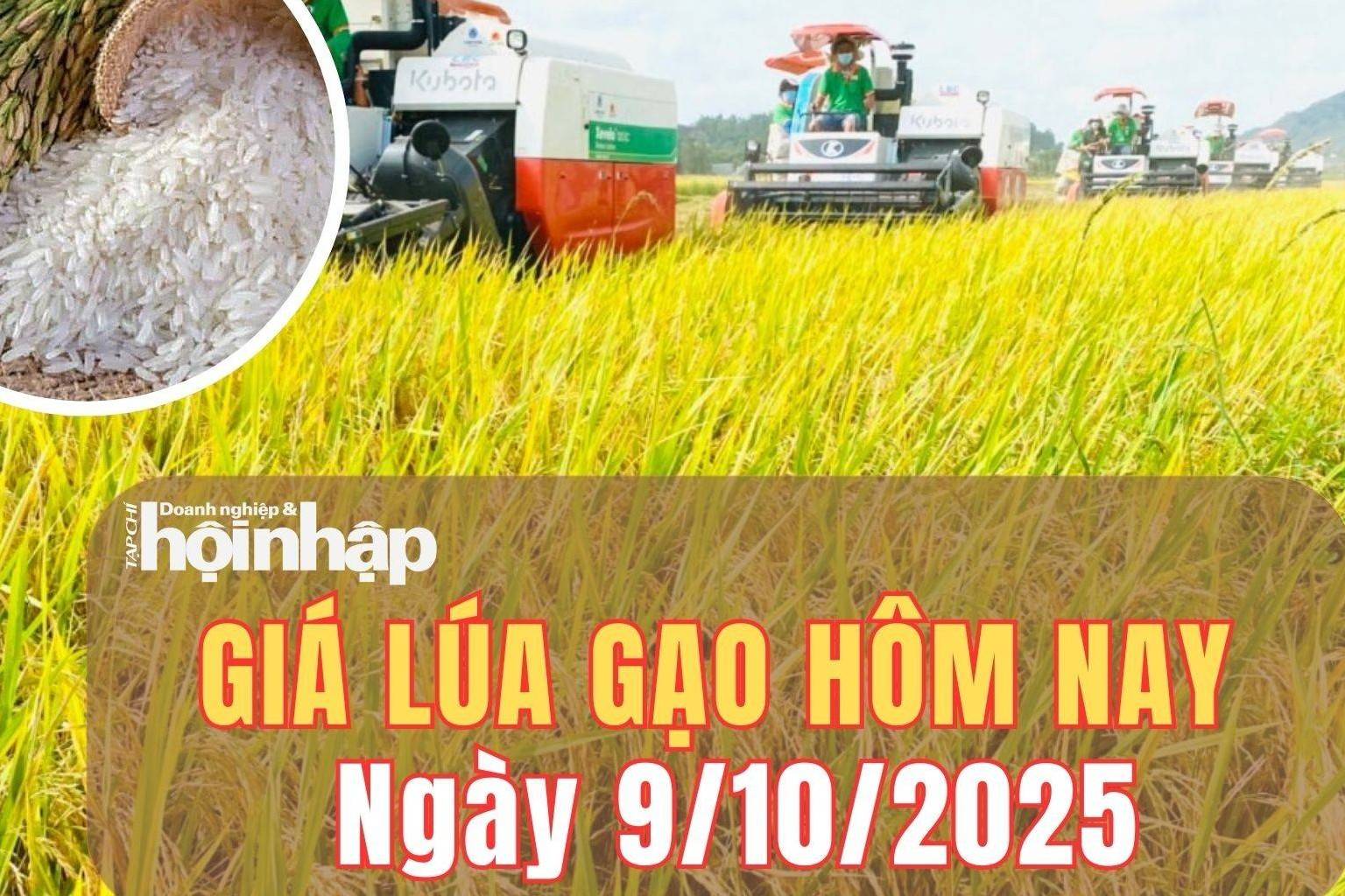 Giá lúa gạo hôm nay 9/10/2025: Thị trường lúa gạo chững lại, giao dịch trầm lắng tại Đồng bằng sông Cửu Long