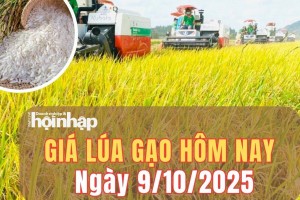 Giá lúa gạo hôm nay 9/10/2025: Thị trường lúa gạo chững lại, giao dịch trầm lắng tại Đồng bằng sông Cửu Long
