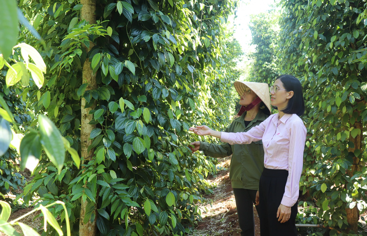 Tín dụng chính sách – điểm tựa giúp hộ mới thoát nghèo tại Quảng Trị vươn lên bền vững