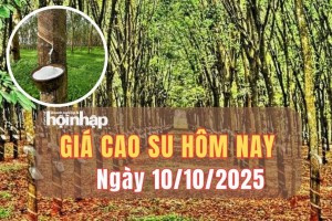Giá cao su hôm nay 10/10/2025: Giá cao su thế giới biến động, trong nước ổn định