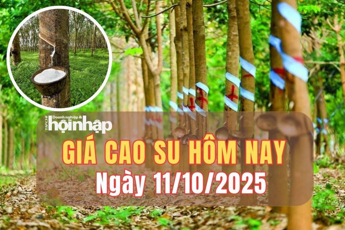 Giá cao su hôm nay 11/10/2025: Giá cao su thế giới tăng - giảm trái chiều, trong nước đi ngang