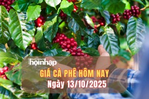 Giá cà phê hôm nay 13/10/2025: Giá cà phê trong nước cao nhất là 114.000 đồng/kg, thế giới giảm