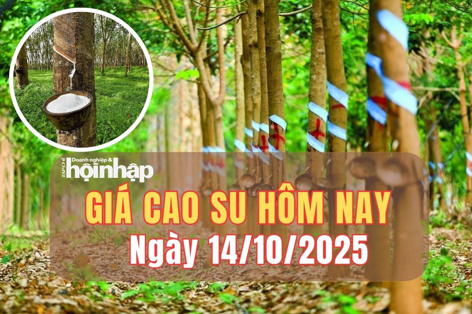 Giá cao su hôm nay 14/10/2025: Giá cao su thế giới tăng mạnh, trong nước đi ngang