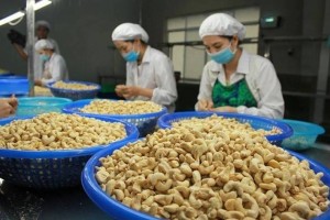 Xuất khẩu hạt điều duy trì đà tăng trưởng vững chắc, hướng tới mốc 5 tỷ USD năm 2025