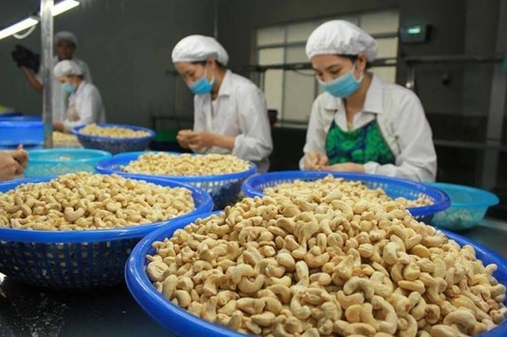 Xuất khẩu hạt điều duy trì đà tăng trưởng vững chắc, hướng tới mốc 5 tỷ USD năm 2025