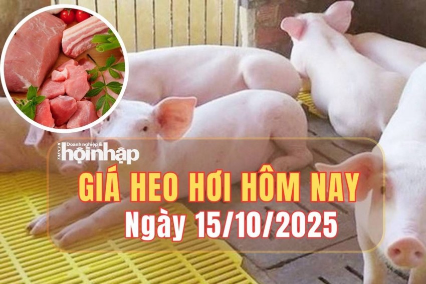 Giá heo hơi hôm nay 15/10/2025: Giá heo hơi giảm nhẹ tại Đắk Lắk