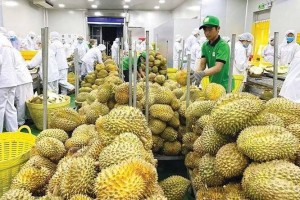Xuất khẩu sầu riêng tăng gần 130%, doanh nghiệp tăng tốc về đích cuối năm