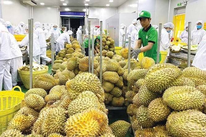 Xuất khẩu sầu riêng tăng gần 130%, doanh nghiệp tăng tốc về đích cuối năm