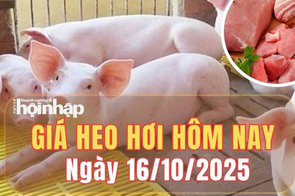 Giá heo hơi hôm nay 16/10/2025: Giá heo hơi giảm nhẹ tại hai miền, đi ngang ở miền Trung