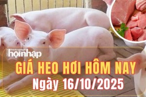 Giá heo hơi hôm nay 16/10/2025: Giá heo hơi giảm nhẹ tại hai miền, đi ngang ở miền Trung