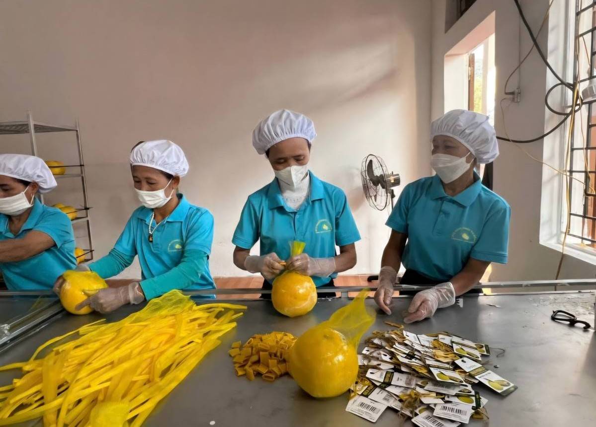 Phú Thọ tăng cường truy xuất nguồn gốc, nâng cao chất lượng nông sản xuất khẩu