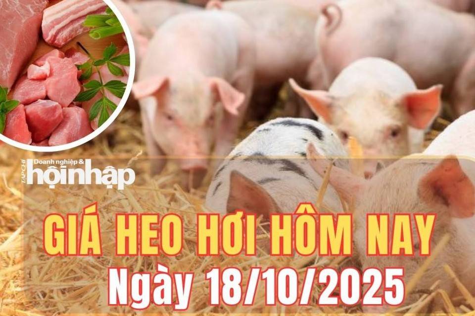 Giá heo hơi hôm nay 18/10/2025: Giá heo hơi tại miền Bắc tăng nhẹ, miền Nam giảm sâu
