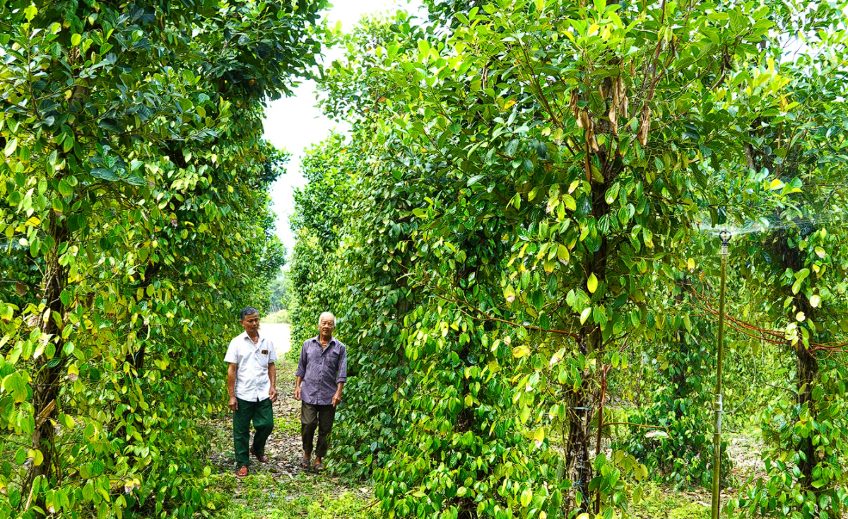 Quảng Trị: Nông dân Đồng Sơn lan tỏa phong trào thi đua sản xuất, kinh doanh giỏi