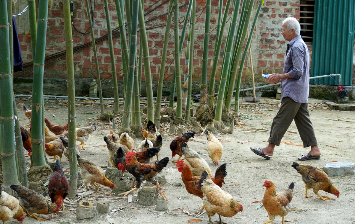 Quảng Trị: Nông dân Đồng Sơn lan tỏa phong trào thi đua sản xuất, kinh doanh giỏi