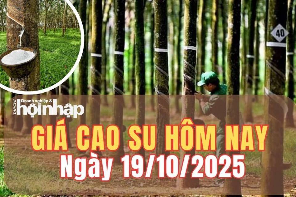 Giá cao su hôm nay 19/10/2025: Kết thúc phiên cuối tuần, giá cao su thế giới giảm trước áp lực nhu cầu yếu
