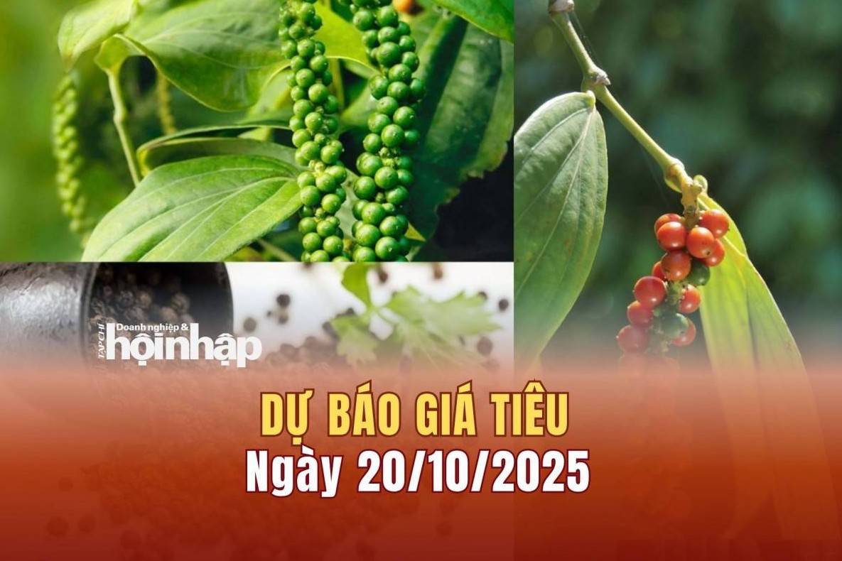 Dự báo giá tiêu 20/10: Tiêu trong nước có xu hướng giảm