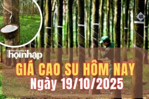 Giá cao su hôm nay 19/10/2025: Kết thúc phiên cuối tuần, giá cao su thế giới giảm trước áp lực nhu cầu yếu