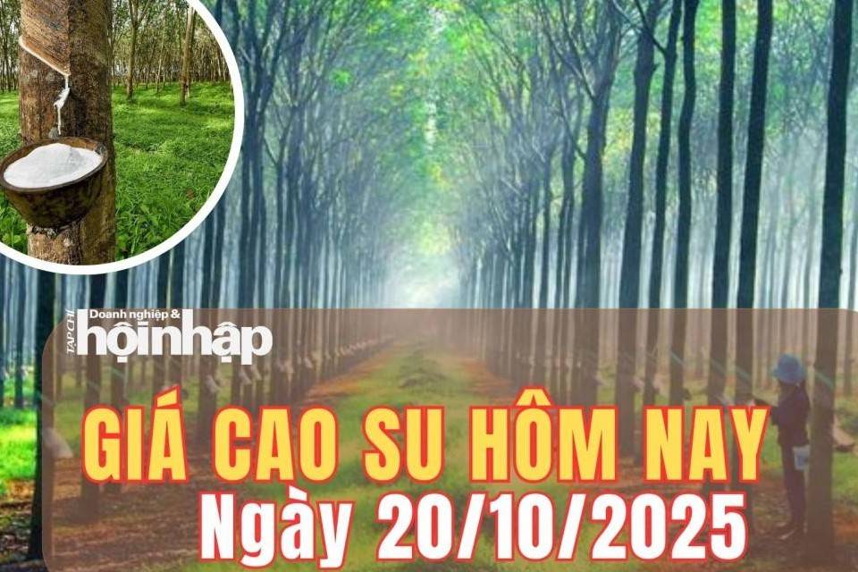 Giá cao su hôm nay 20/10/2025: Giá cao su trong nước ổn định, thế giới dao động lệch chiều
