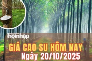 Giá cao su hôm nay 20/10/2025: Giá cao su trong nước ổn định, thế giới dao động lệch chiều