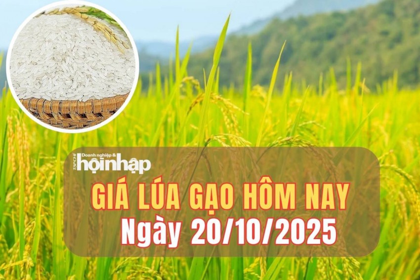 giá lúa gạo