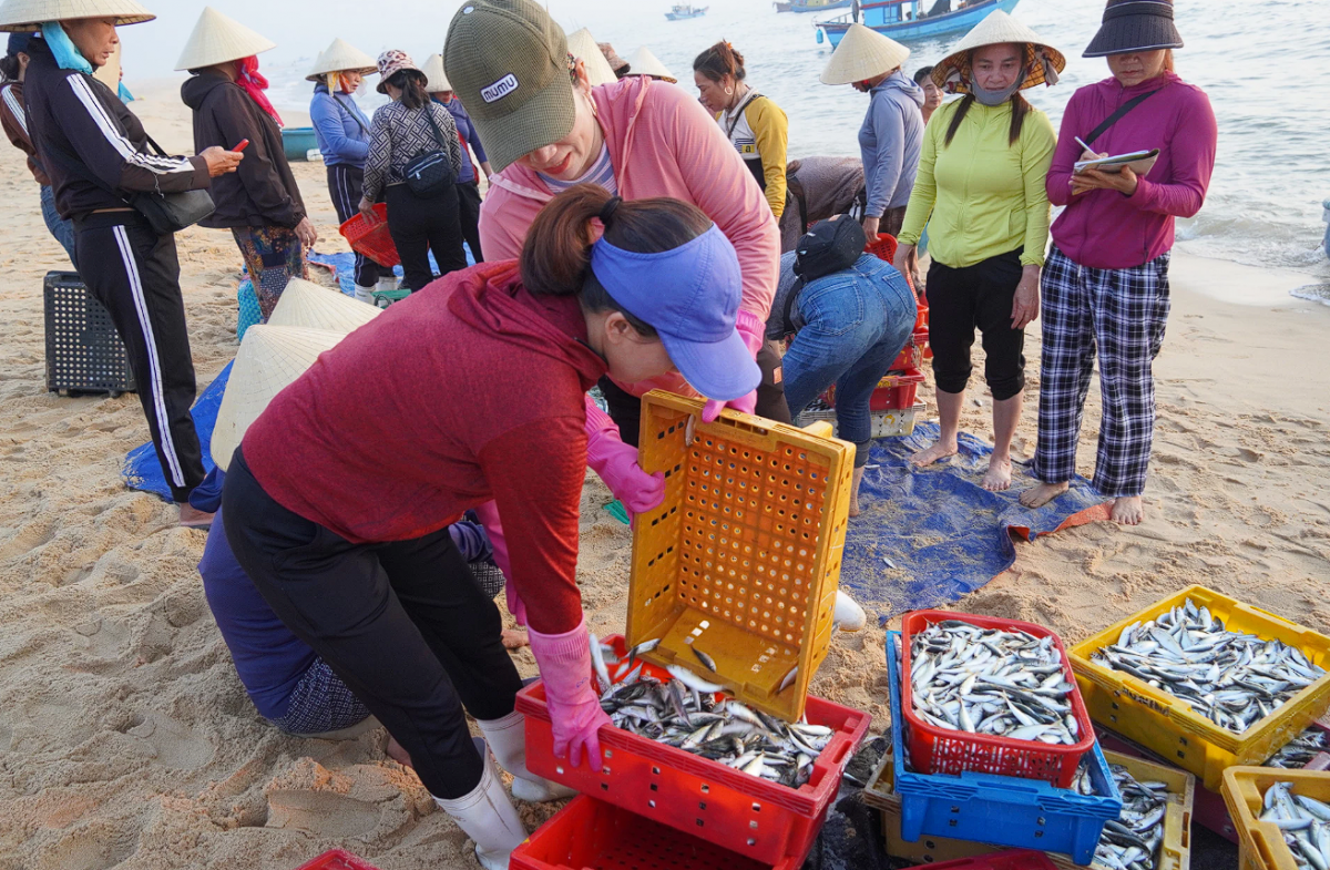 Quảng Trị: Khai thác thủy sản ổn định, chuyển biến tích cực trong chống khai thác IUU