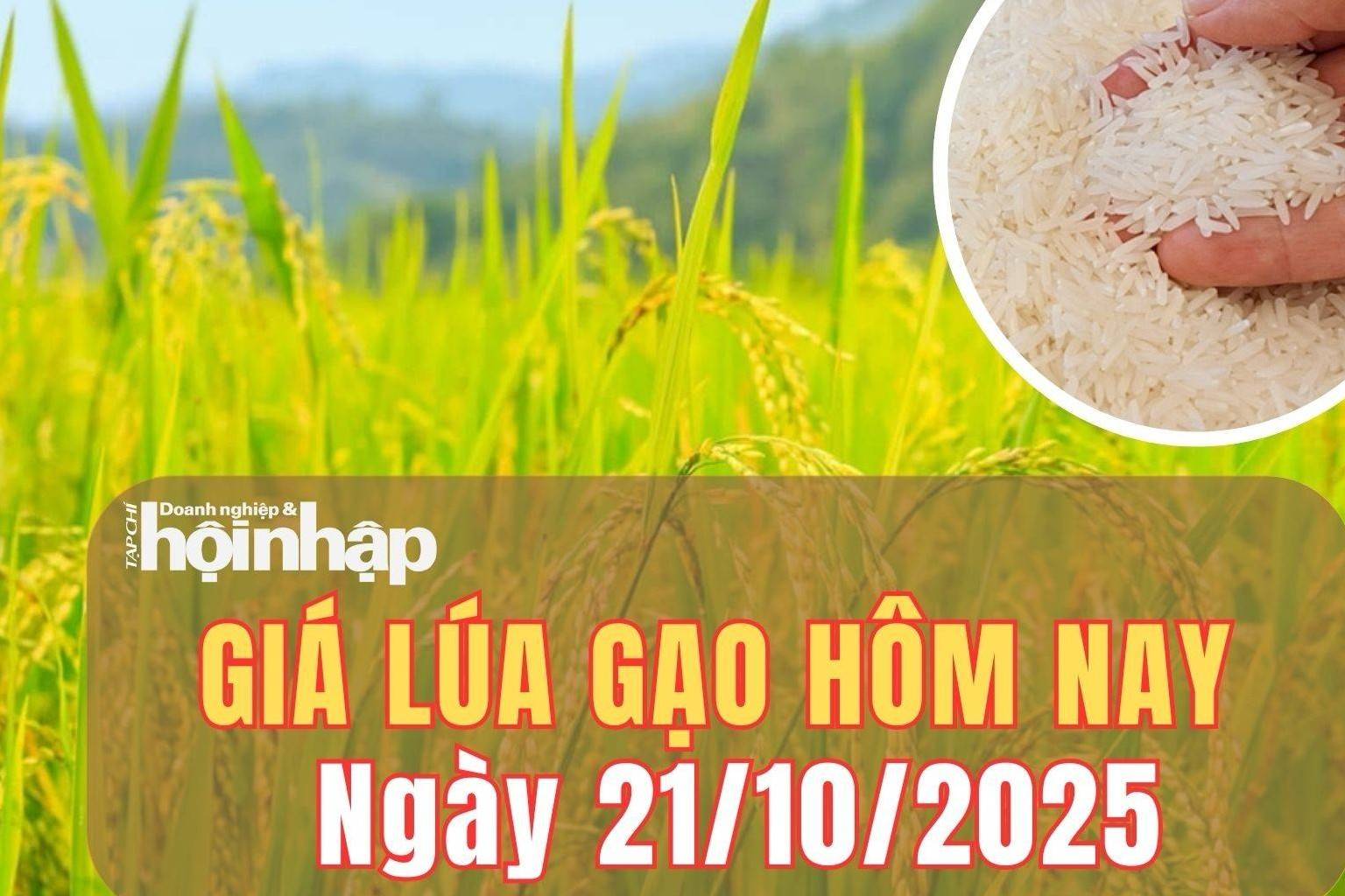 Giá lúa gạo hôm nay 21/10/2025: Giá lúa gạo chững lại, giá phụ phẩm tăng nhẹ