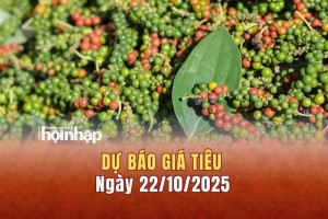 Dự báo giá tiêu 22/10: Tiêu trong nước neo cao, thế giới tăng "vọt"