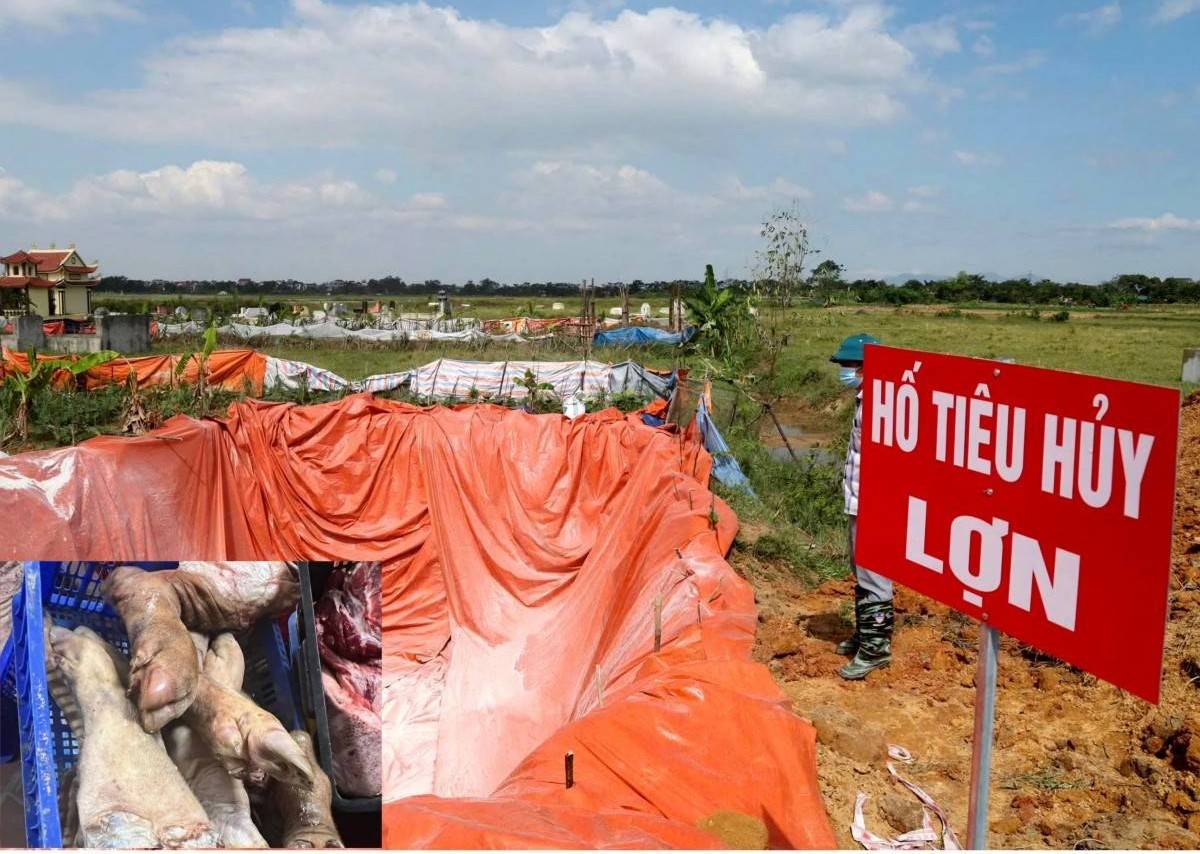 Công an Phú Thọ ngăn chặn gần 38 tấn thịt lợn nhiễm dịch tả tuồn ra thị trường