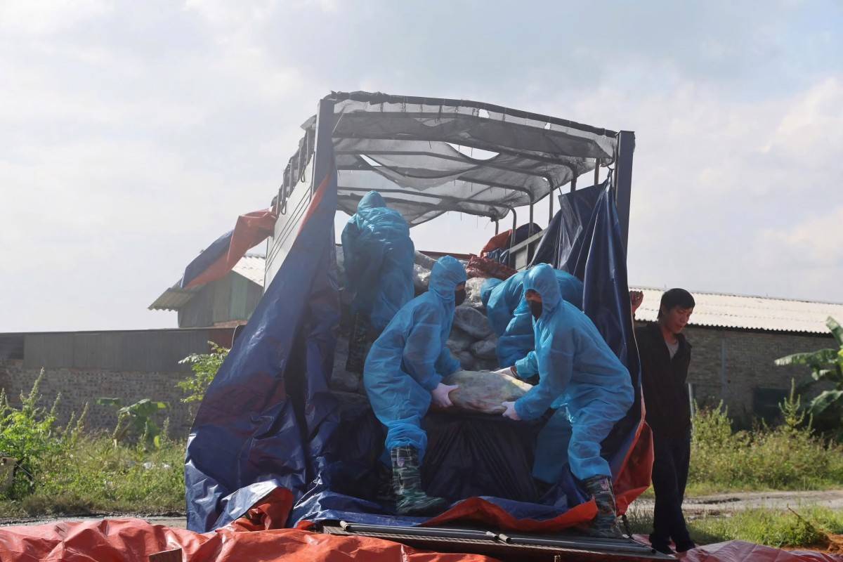 Công an Phú Thọ ngăn chặn gần 38 tấn thịt lợn nhiễm dịch tả tuồn ra thị trường