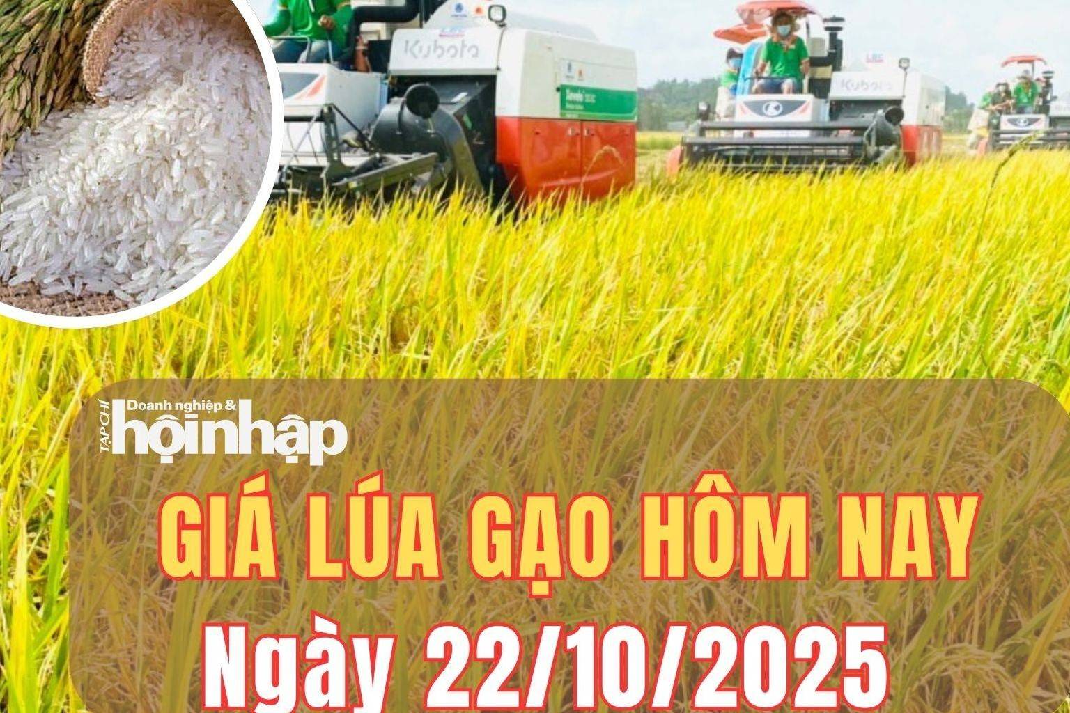 Giá lúa gạo hôm nay 22/10/2025: Giá gạo nguyên liệu giảm, giá cám tăng nhẹ