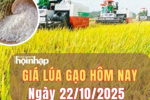 Giá lúa gạo hôm nay 22/10/2025: Giá gạo nguyên liệu giảm, giá cám tăng nhẹ