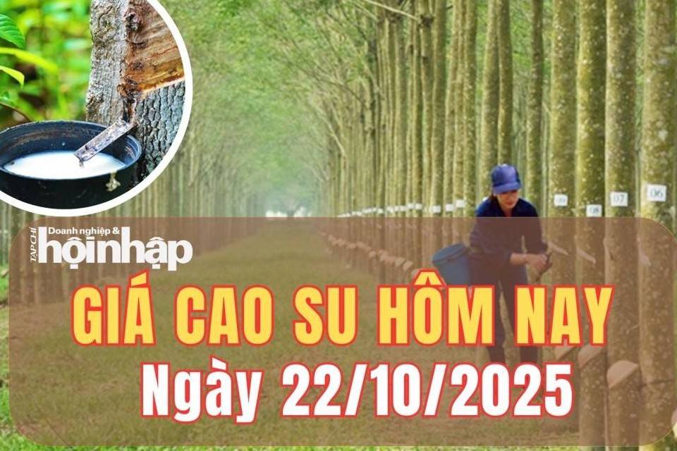 Giá cao su hôm nay 22/10/2025: Giá cao su trên sàn Thượng Hải (Trung Quốc) giữ đà tăng