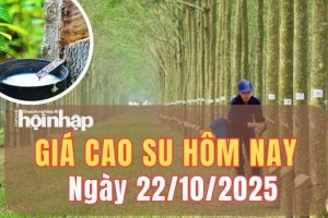 Giá cao su hôm nay 22/10/2025: Giá cao su trên sàn Thượng Hải (Trung Quốc) giữ đà tăng