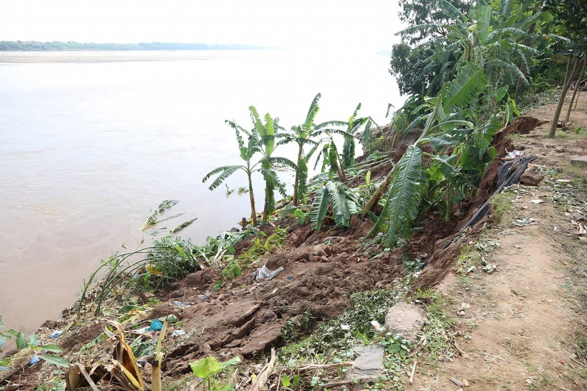 Phú Thọ khẩn trương ứng phó sạt lở nghiêm trọng đê hữu sông Thao