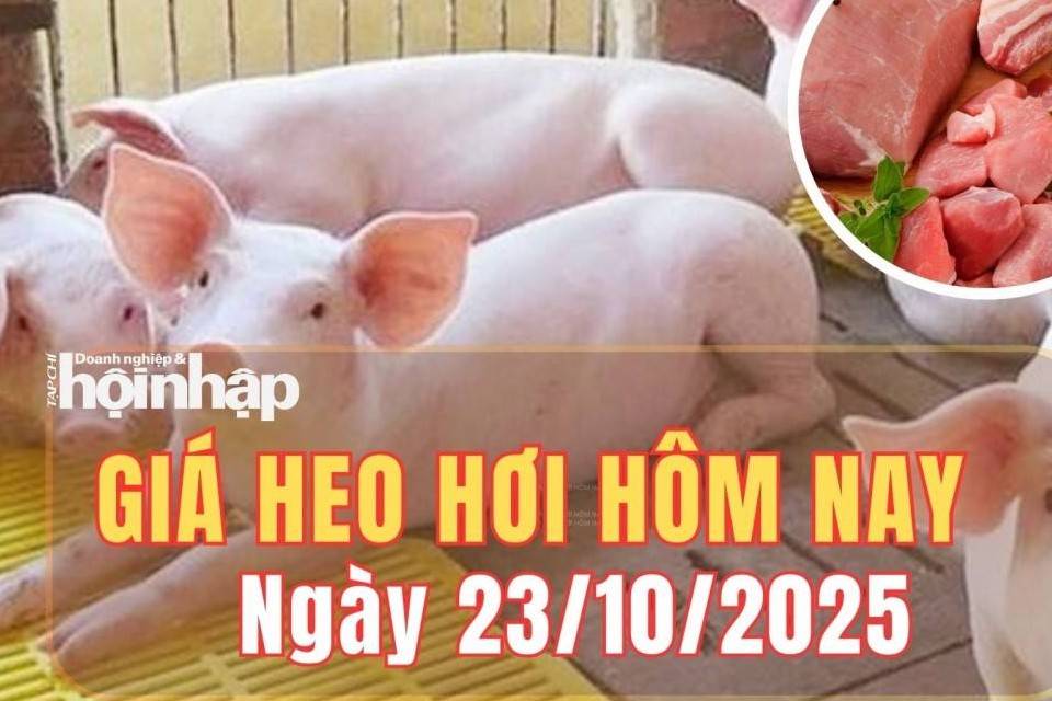 Giá heo hơi hôm nay 23/10/2025: Giá heo hơi tăng tại miền Trung và miền Nam