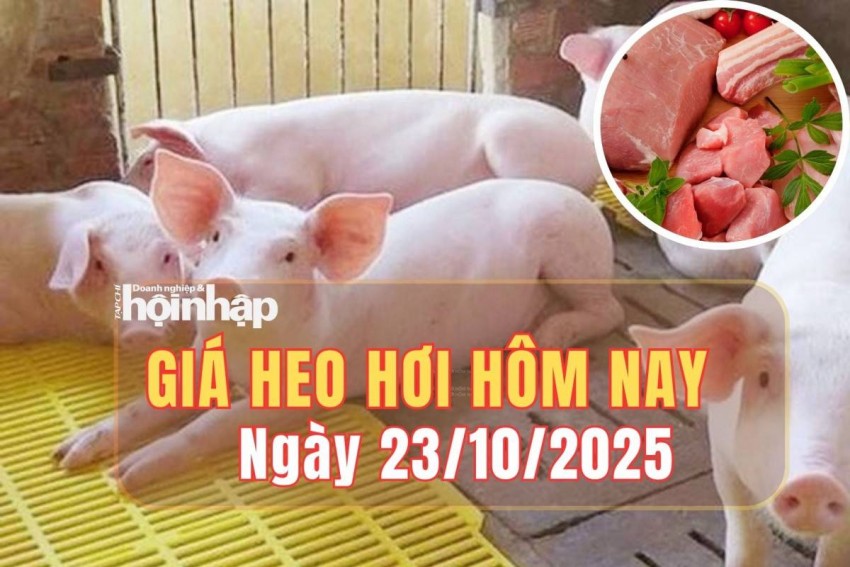 Giá heo hơi hôm nay 23/10/2025: Giá heo hơi tăng tại miền Trung và miền Nam