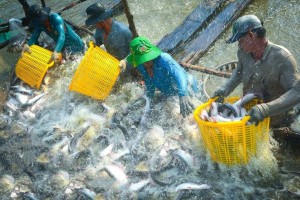VCCI kiến nghị tháo gỡ bất cập về thuế GTGT cho doanh nghiệp nông nghiệp