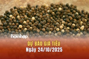 Dự báo giá tiêu 24/10: Tiêu trong nước neo cao, thế giới có xu hướng giảm