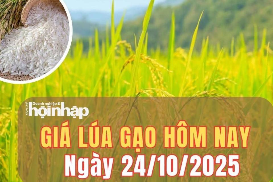 Giá lúa gạo hôm nay 24/10/2025: Giá lúa gạo tiếp tục đi ngang, thị trường xuất khẩu ổn định