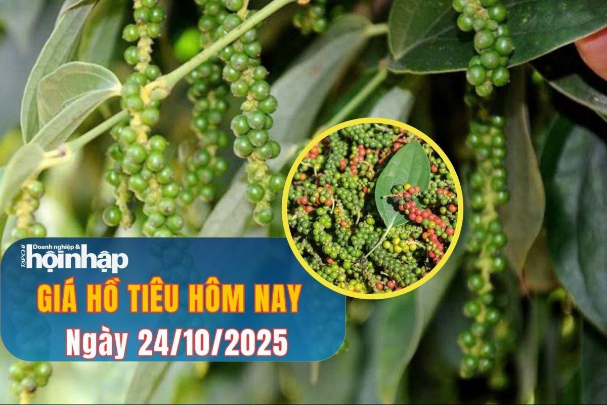 Giá tiêu hôm nay 24/10/2025: Xuất khẩu hồ tiêu vượt 1,3 tỷ USD,