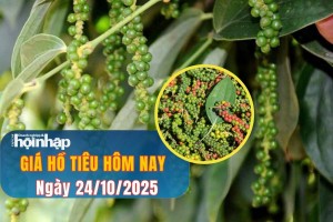 Giá tiêu hôm nay 24/10/2025: Xuất khẩu hồ tiêu vượt 1,3 tỷ USD,