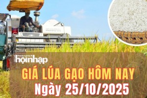 Giá lúa gạo hôm nay 25/10/2025: Giá lúa gạo trong nước tiếp tục ổn định, thị trường xuất khẩu châu Á trái chiều