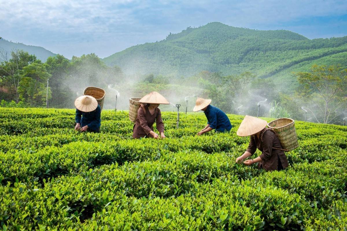 Thái Nguyên: Nông dân chủ động khôi phục sản xuất sau bão