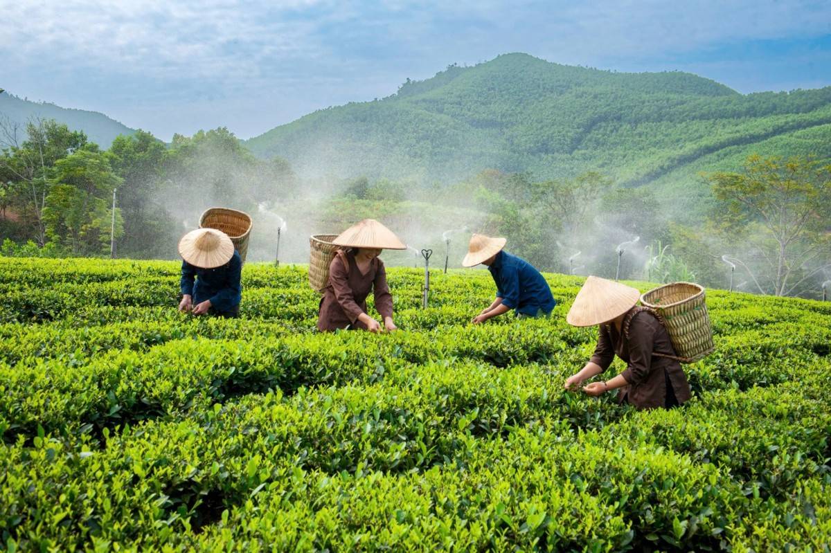 Thái Nguyên: Nông dân chủ động khôi phục sản xuất sau bão Thái Nguyên: Nông dân chủ động khôi phục sản xuất sau bão