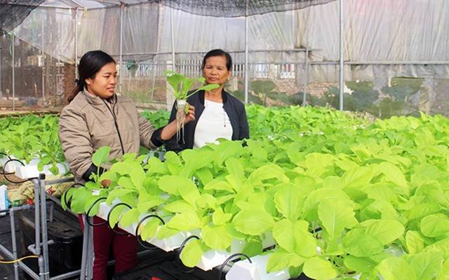 Thái Nguyên: Nông dân chủ động khôi phục sản xuất sau bão Thái Nguyên: Nông dân chủ động khôi phục sản xuất sau bão