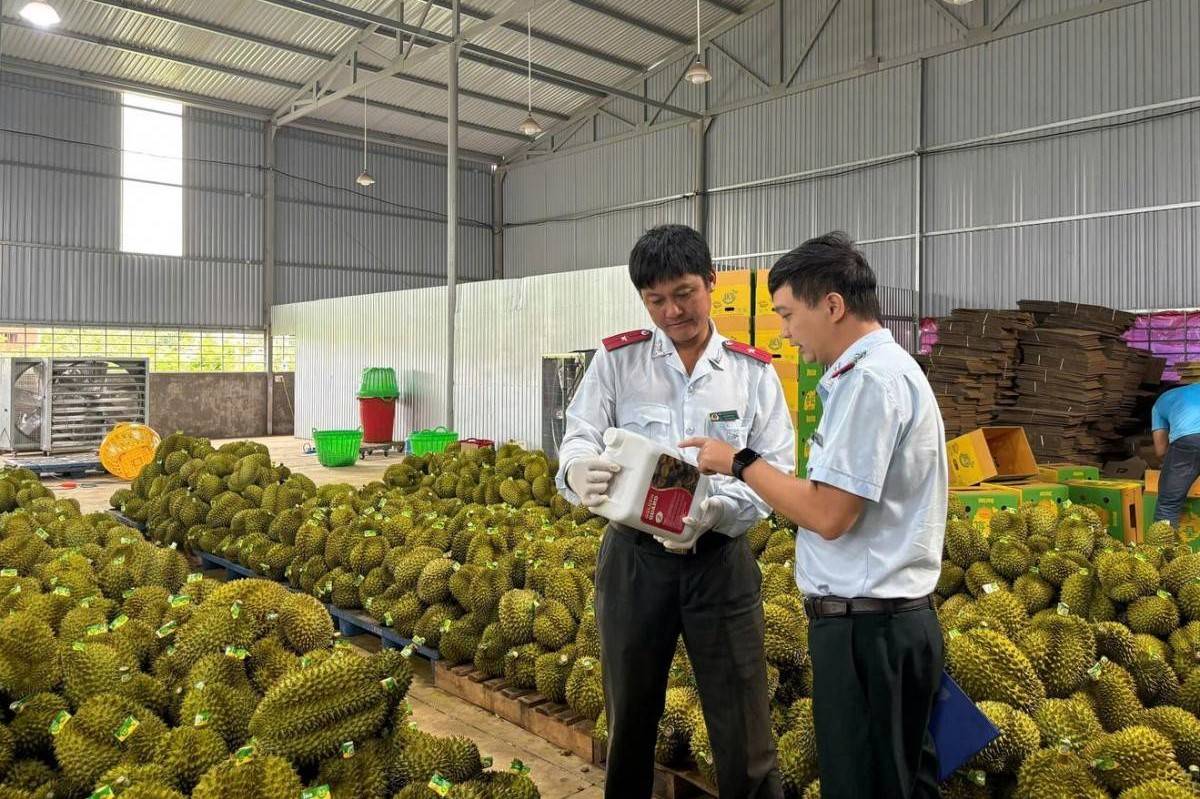 Hiệp hội Sầu riêng kêu cứu, Bộ Nông nghiệp và Môi trường chỉ đạo khẩn gỡ vướng khâu xét nghiệm
