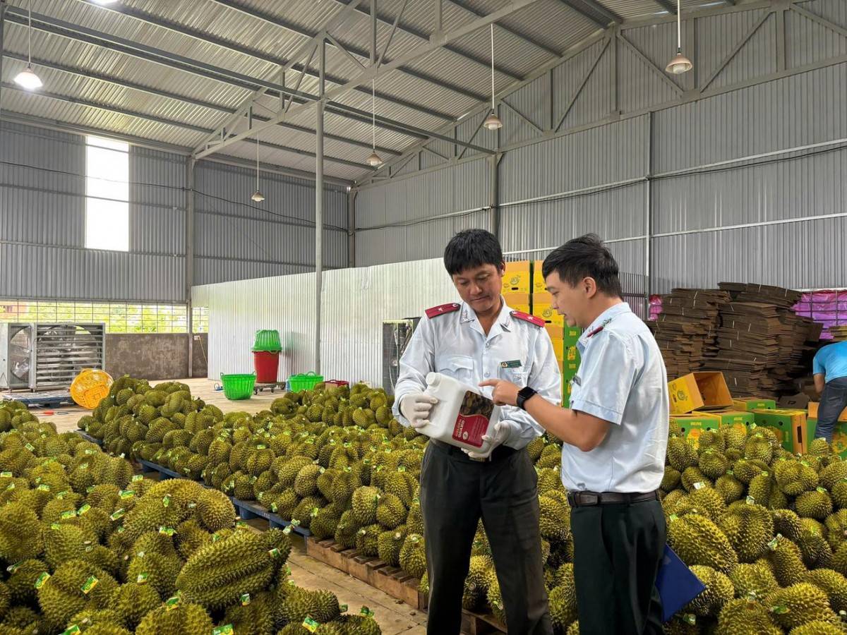 Hiệp hội Sầu riêng kêu cứu, Bộ Nông nghiệp và Môi trường chỉ đạo khẩn gỡ vướng khâu xét nghiệm Hiệp hội Sầu riêng kêu cứu, Bộ Nông nghiệp và Môi trường chỉ đạo khẩn gỡ vướng khâu xét nghiệm