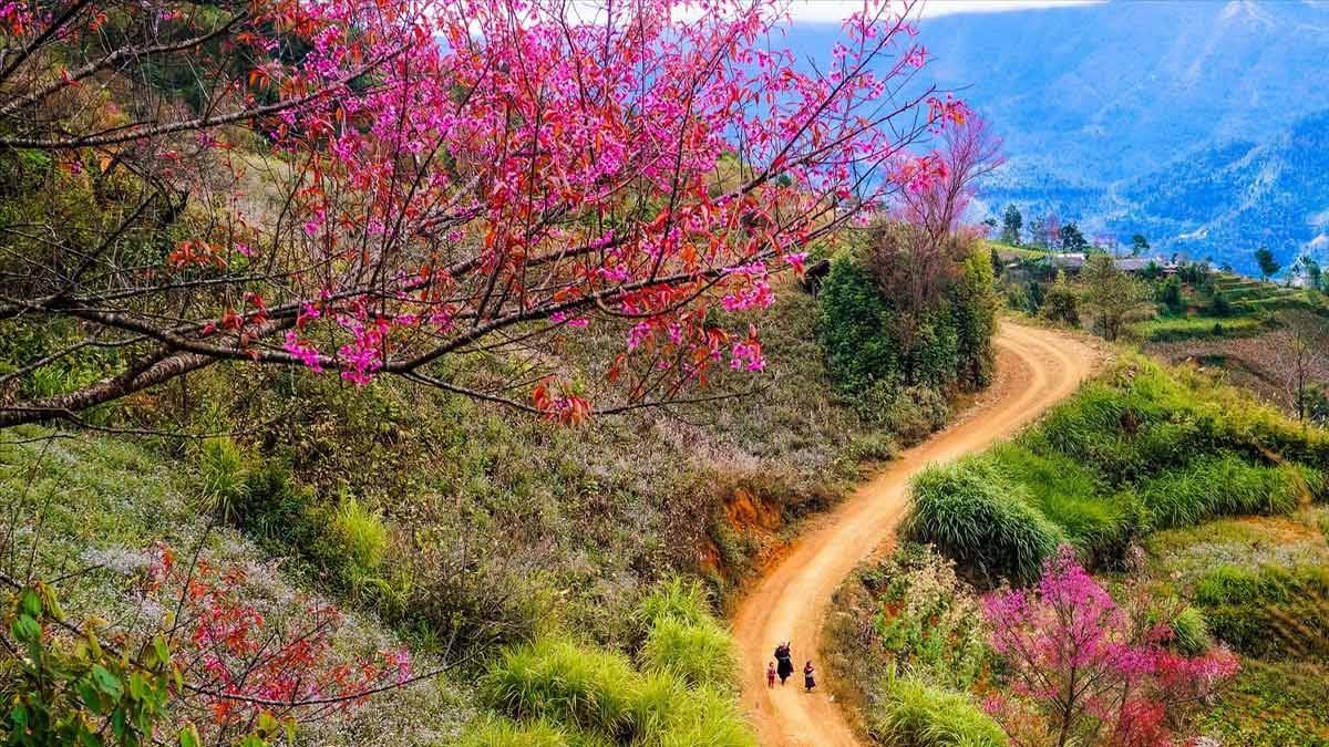 Sắc Đào Sa Pa (Ảnh: sưu tầm) Lào Cai – Điểm hẹn đầu tư mới của ngành du lịch Việt Nam năm 2025