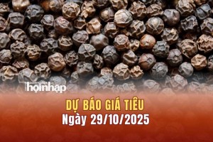 Dự báo giá tiêu 29/10: Tiêu trong nước giữ giá ở mức cao, thế giới tăng